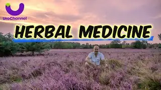 Heather - traditional European herbal remedy | UroChannel
