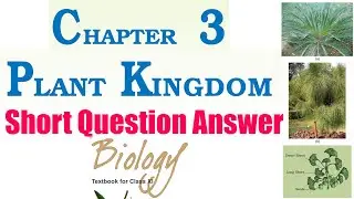 3 - Plant Kingdom (Short Question Answer) | Class 11 NCERT Biology Textbook