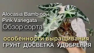 Обзор растения. Наблюдаем за ростом. Новые листья. Алоказия Бамбино пинк вар