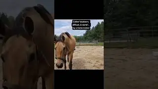 Horse Training Help- Building Trust in the 