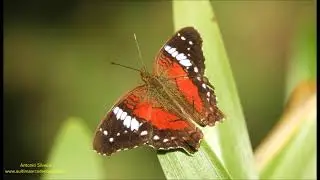 Anartia amathea roeselia (Eschscholtz, 1821) by Antonio Silveira
