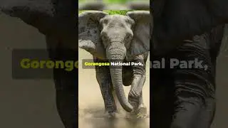 The Surprising Truth About Tuskless Elephants! #facts