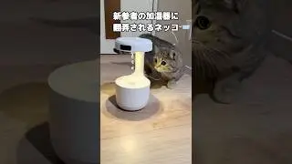 重力という物理法則を理解しているヌコの反応 #ネコ #にゃんこ #猫のいる暮らし #shorts