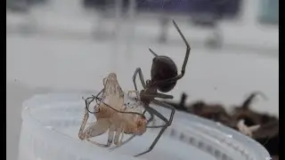 Our Baby Black Widow Spider in Her New Habitat: 20th Generation