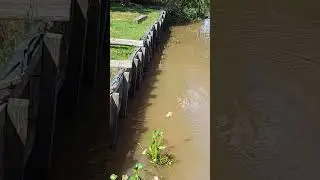 yarar&aacute; grande o v&iacute;bora de la cruz&nbsp; #YARARA #VIVORA  #VIRAL #2025 #hoplias  #besitoyalagua