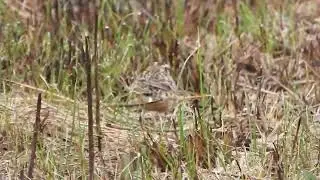 Smith's Longspurs at Killdeer Wetlands 5