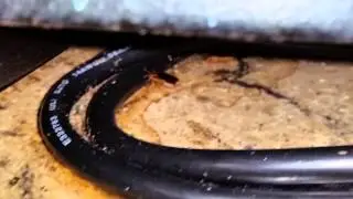 Roaches under the coffee machine
