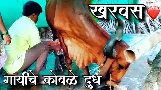 खरवस-पहिल्यांदाच गायीचे कोवळे दूध कसे कसे काढतात? |First Cow Milking By Hand - Colostrum Milk 😍
