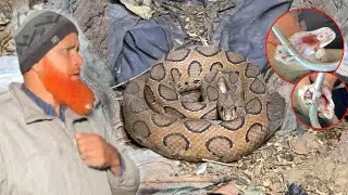  भारत में सबसे ज़्यादा डराया जाने वाला साँप Russell Viper का खतरनाक सच 🐍 Rescue For Balidhi Bokaro 