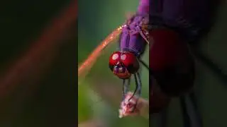 #short # funny #amazing #microphoto #insect