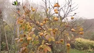 Comment r&eacute;colter et conserver les kakis ? - Truffaut
