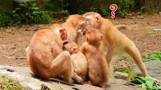 @Sovana team poor abandoned monkey #102