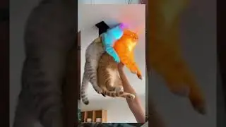 disco cats🥰😍🤣#catlovers #cat #funnycats #videokucing #kucinglucuindonesia #kochenghoren #kucinggemoy