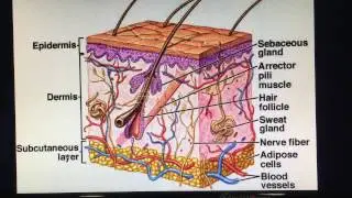 SKIN INTRODUCTION - EPIDERMIS LAYER
