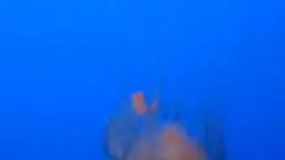 Check Out The jelly Fish