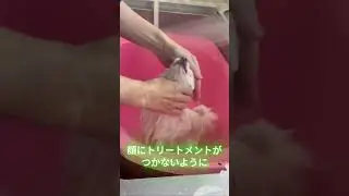SP057 こはく、洗われる #3 / Kohaku's Bath Time #3 #特定非営利活動法人teambeck #こはく #癒し
