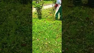 Weeding machine weeding process   good tools can improve work efficiency
