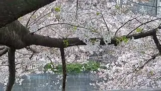 Tokyo Cherry Blossom Meguro River Cherry Blossoms Promenade