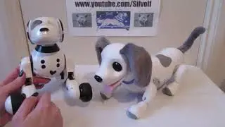 Zoomer and Playful Pup Visual Comparison