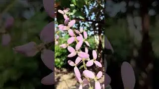 Конгея опушенная. Congea tomentosa.