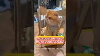🤫 Secret playground for your cat with the neweat cat swing #cat  #funnyvideos #shorts