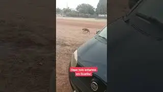 l&aacute; em Guariba tem esse cachorro