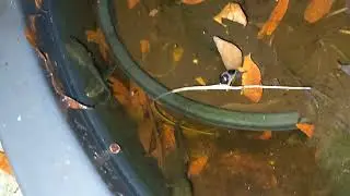 Peron Tree Frog tadpoles settling in the pond