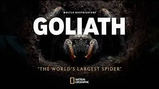 Goliath Birdeater: The Giant Spider That Rules the Forest Floor