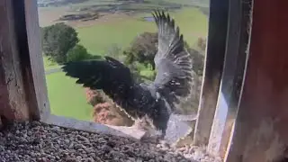 FalconCam Project | Rubus slip from the nest | Nov 20, 2022