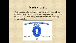 neurulation