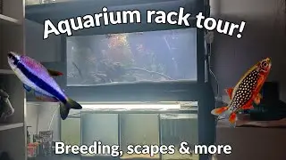 Fish Tank Rack Tour!