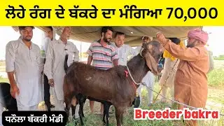 ਲੋਹੇ ਰੰਗ ਦੇ ਬੱਕਰੇ ਦਾ ਮੰਗਿਆ 70,000 || breeder bakra ( ਧਨੌਲਾ ਬੱਕਰੀ ਮੰਡੀ )