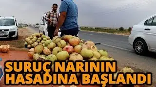 Suruç Narının Hasadına Başlandı