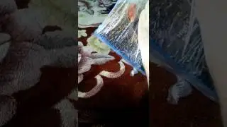 Олмеор получил вебку