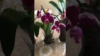 How To Grow Orchids In full Water Culture And Semi Hydroponics-my Tips & tricks