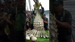 The most Giant Mysterious Sea Creature Caught by Fishermen!