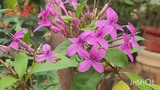 Sunday garden Overview 🌿💐🌺🌸🌼My beautiful natural garden 🌿