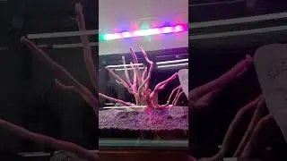 cure glass planted setup for sale contact no. 7991806021 #viral #aquarium #fishkepinghob #indiaviral