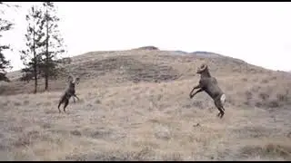 Big rams headbutting