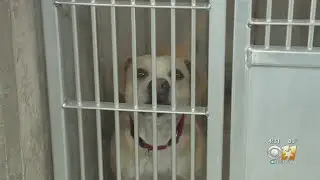 New Fort Worth Animal Shelter Already Full, In Desperate Need Of Fosters And Adopters