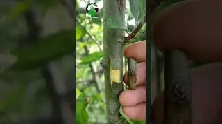 Best grafting technique budding and grafting fruit trees very easy Grafting with result #satisfying