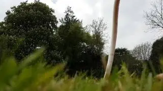 Shendrones Orca daisy cutting