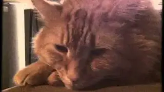 8mm Vintage Camera Test
