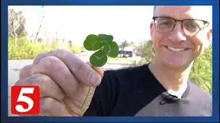 Feeling lucky: Man's story gives depth to his four-leaf clover collection
