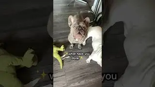 George G the Frenchie: The Daily Frenchie Comedy Show! #dogdad #shorts