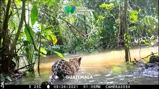 Jaguar en la Concesi&oacute;n Comunitaria 