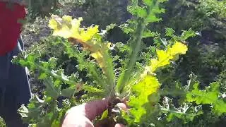 Tagarninas y cardillos silvestres | Alimentación natural