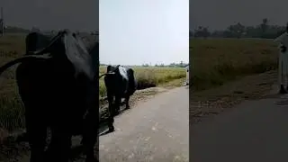 Field experience #ar4u #religion #trending #ytshorts #viral #sindheducation #pakistan #ytshorts