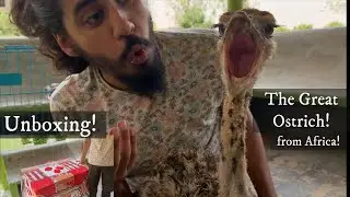 OSTRICH Unboxing! India's First Ever!