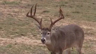 Double Down Deer Feed - Feeding Year Round
